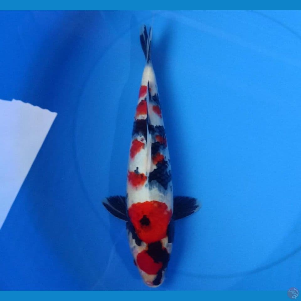 kindai Showa 38cm