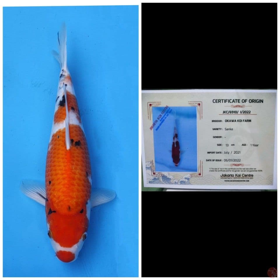 Okawa Kuchibeni Sanke