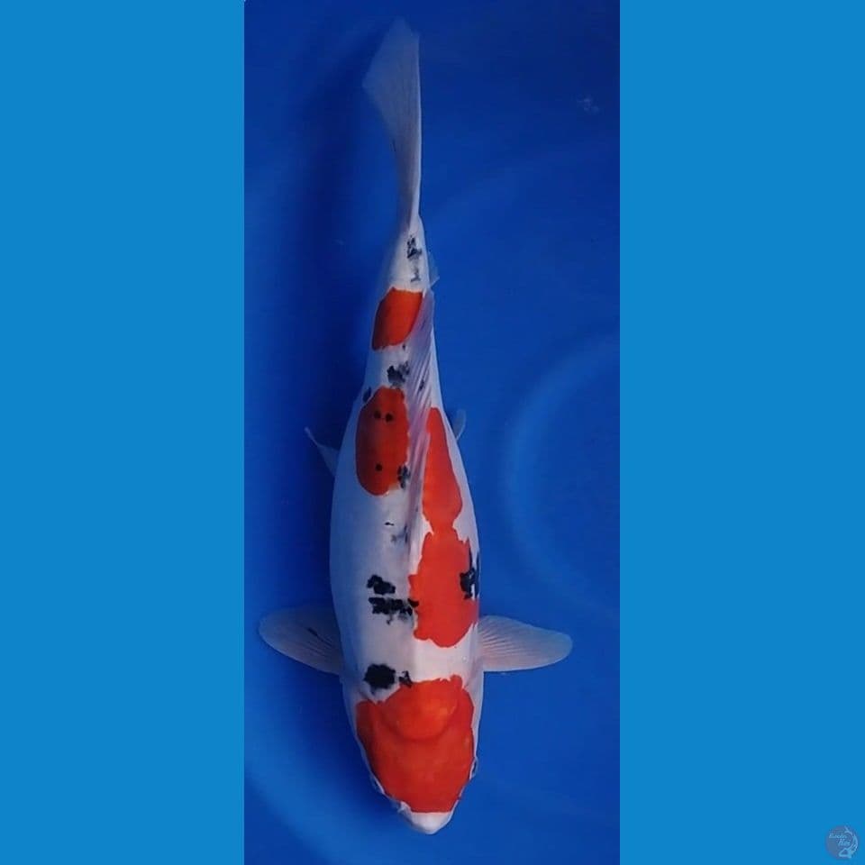 DOITSU SANKE GENDONG TELUR F 46CM