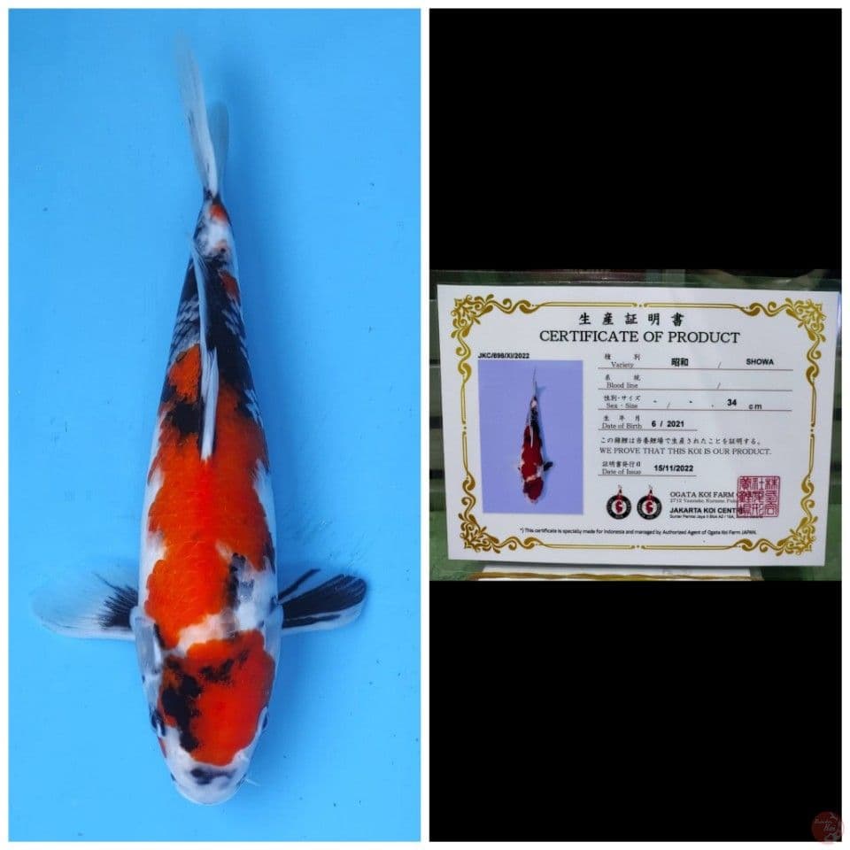 Ogata Maruten Showa