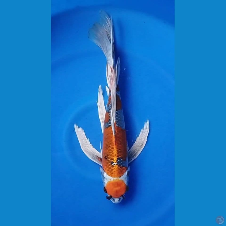 MARUTEN KUJAKU KUMPAY M 45CM