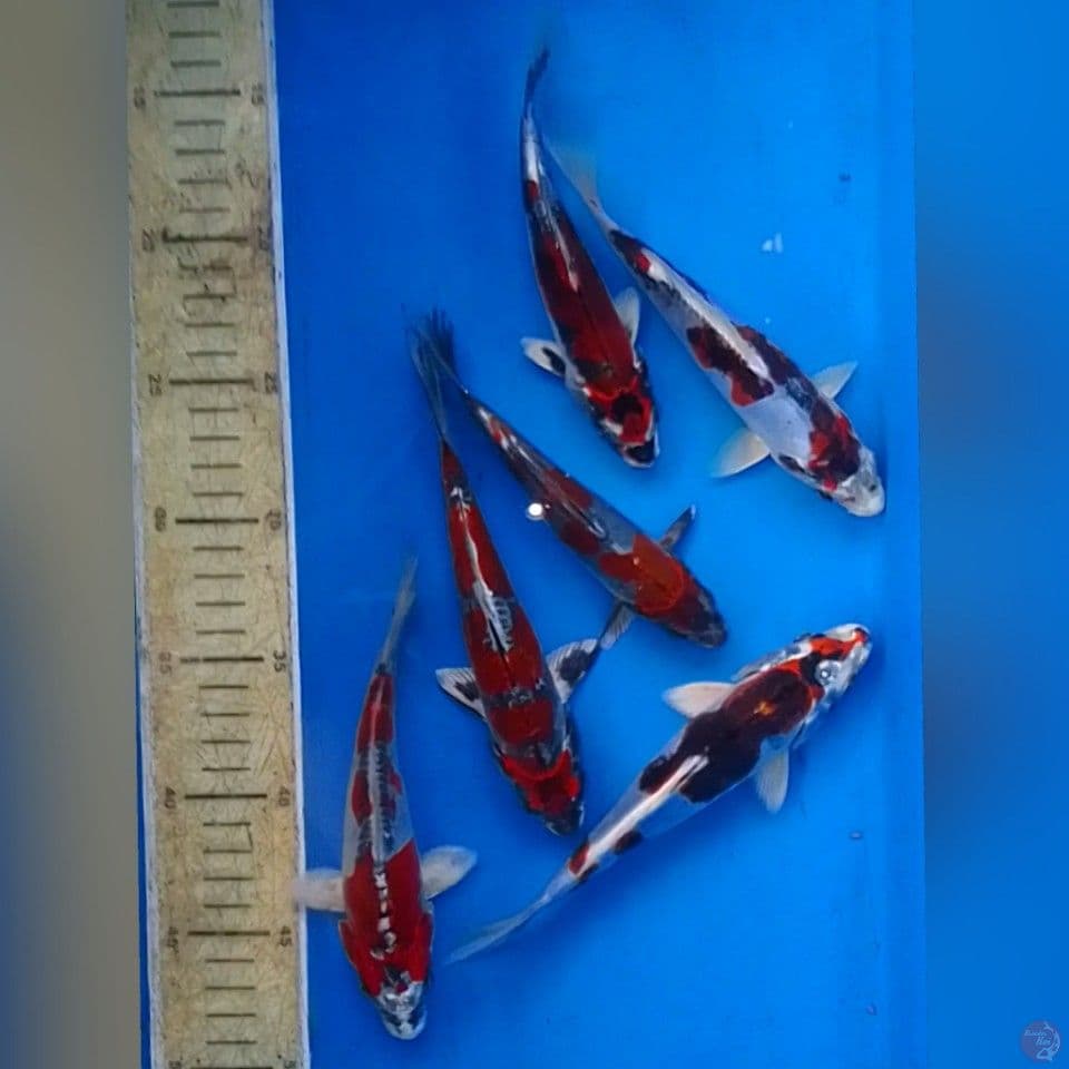 BENIKIKO real 20bu