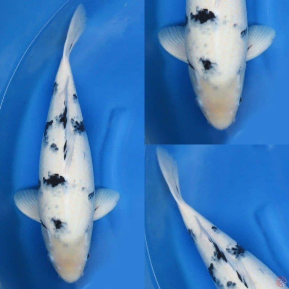 54cm male , Shiro Tategoi Import non serti