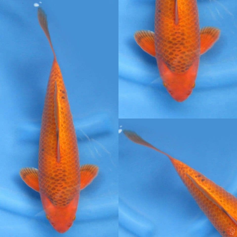 35cm male karamel bulky