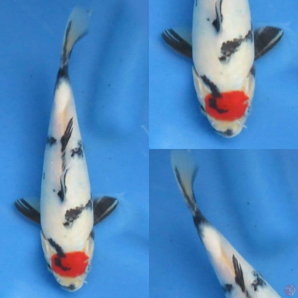 23cm male , Tancho Showa Ori Prospek