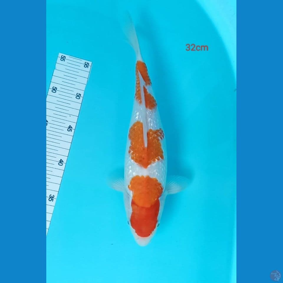 kohaku ginrin 31cm