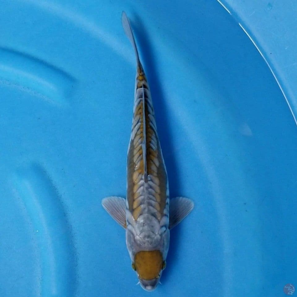 MARUTEN OCHIBA 31 CM MALE