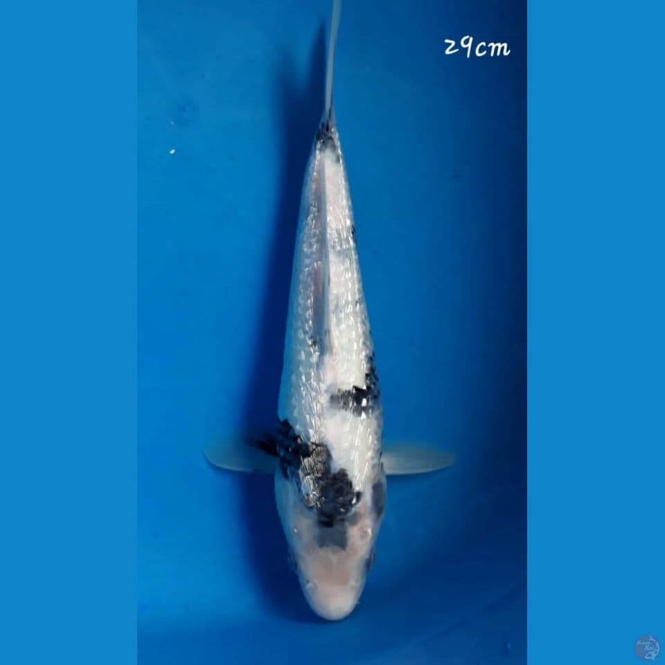 Shiro Ginrin 29cm