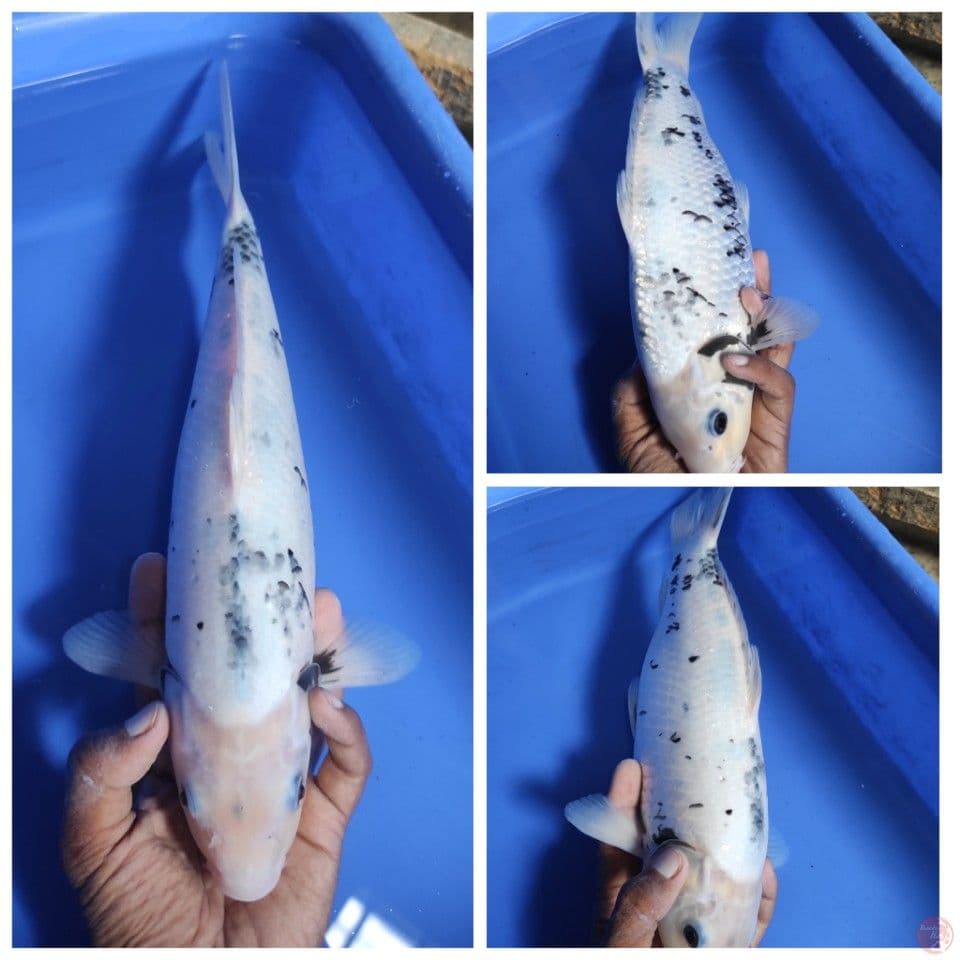SHIRO TATEGOI 33CM