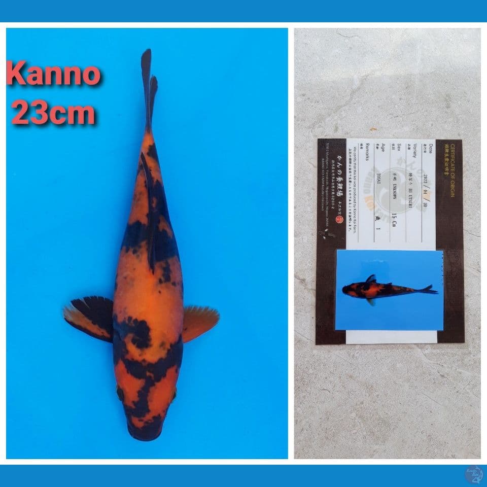 KANNO HIUTSURI 23CM SERTI