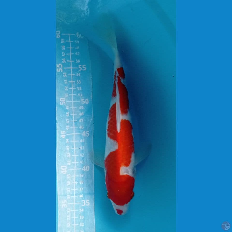 INAAA 29CM