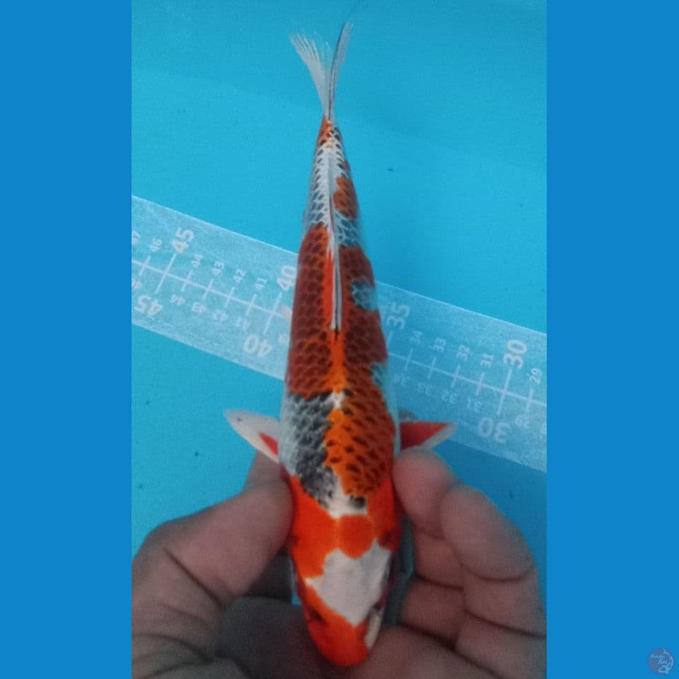 KUJAKU 25CM