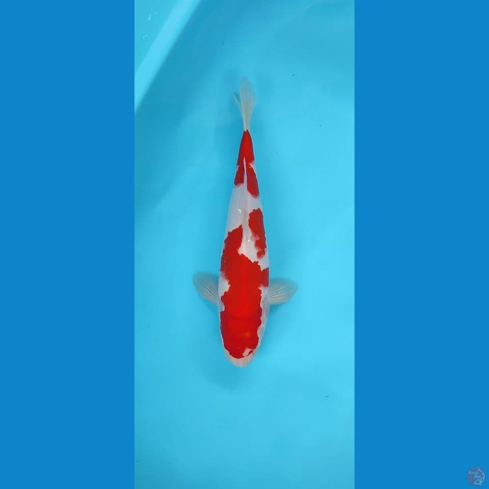 Original kohaku 30 cm