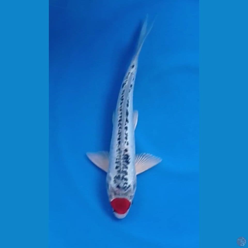 TANCHO KUJAKU DOITSU M 34CM