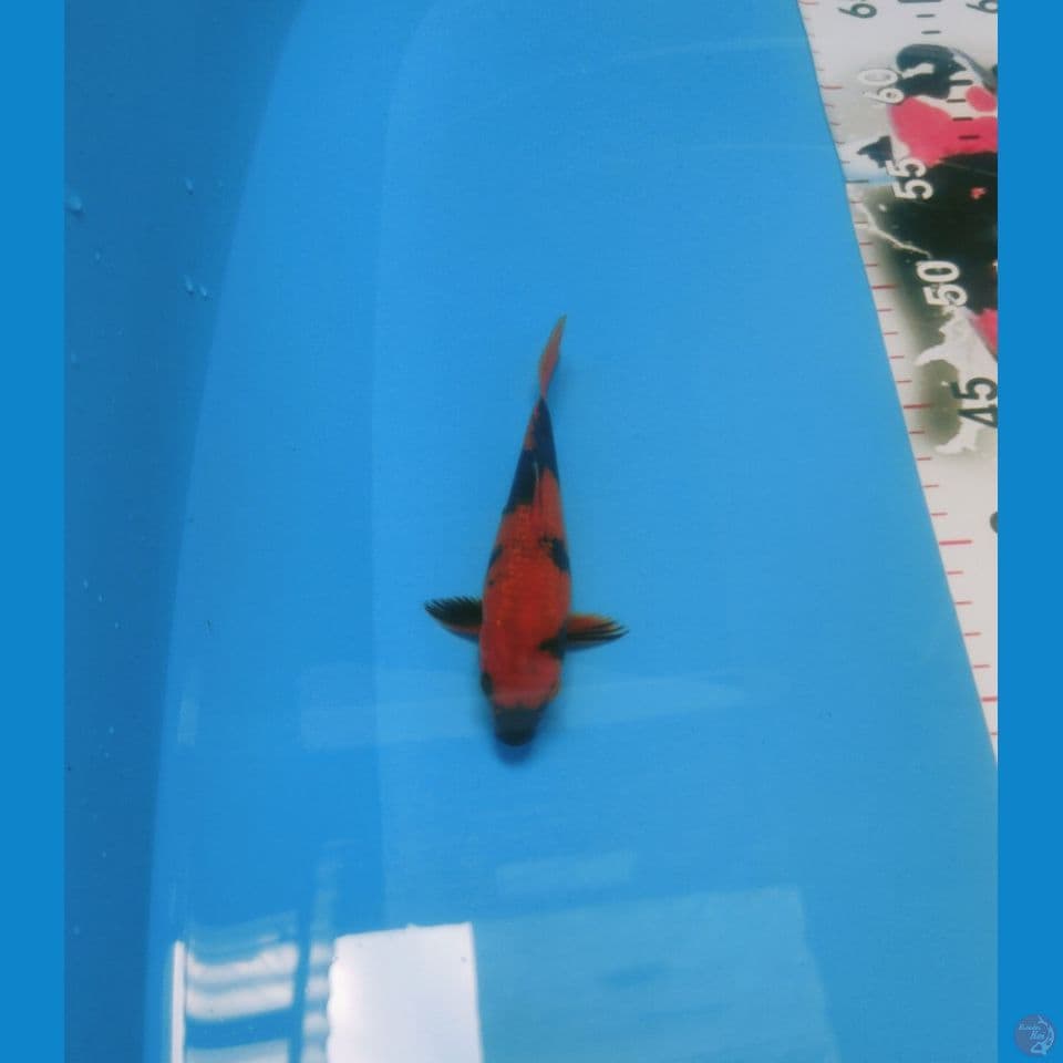 Super Red Hi-Utsuri Gindrin HQ 15cm™