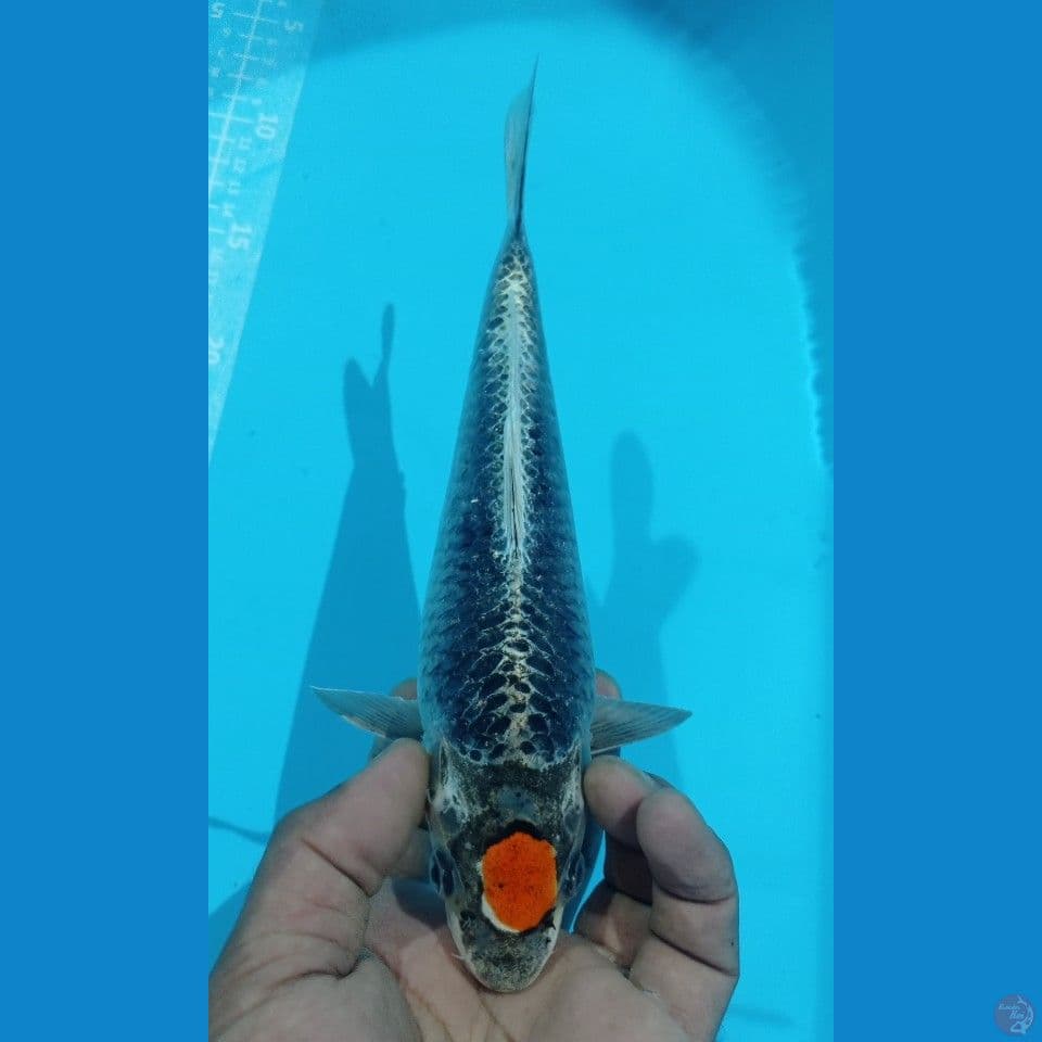 TANCO GENGSTER 27CM