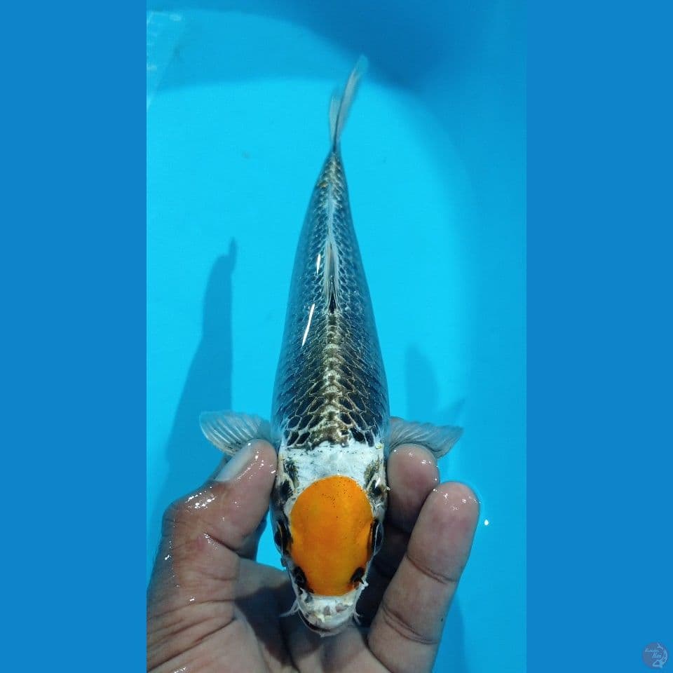 BENDOL KUNING 27CM