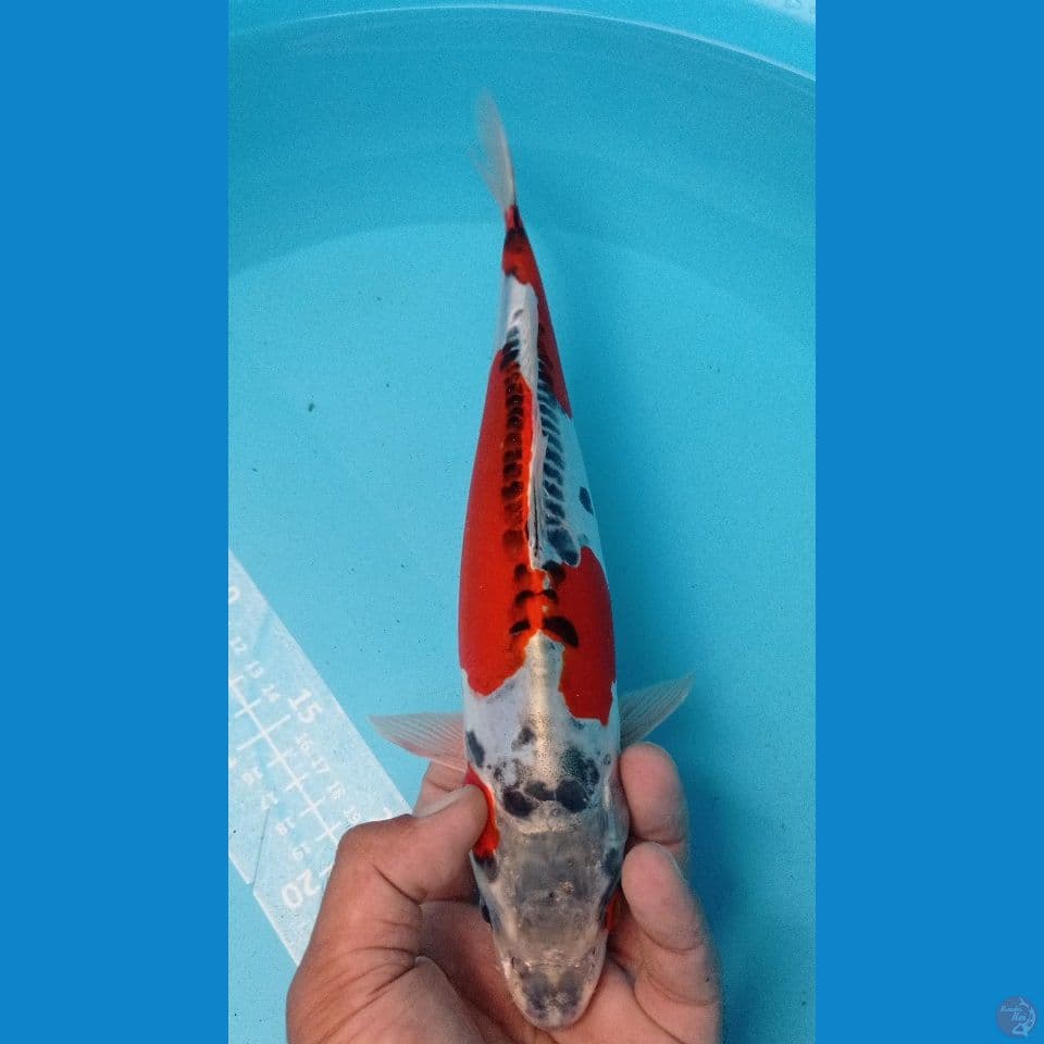 KUJAKU DOITMER 32CM