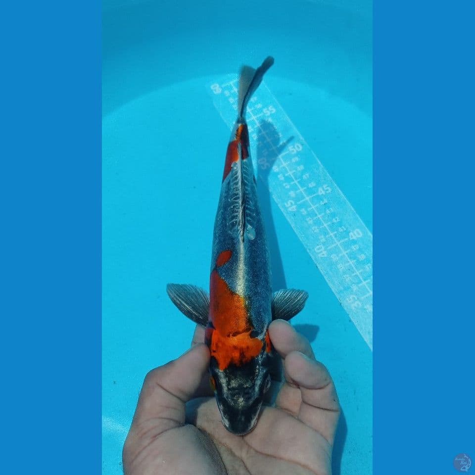KIKO 27CM
