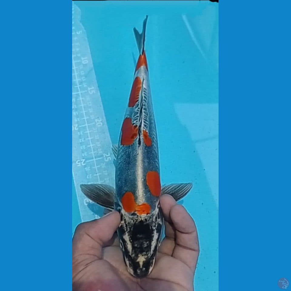 IKI LO BEN 32CM