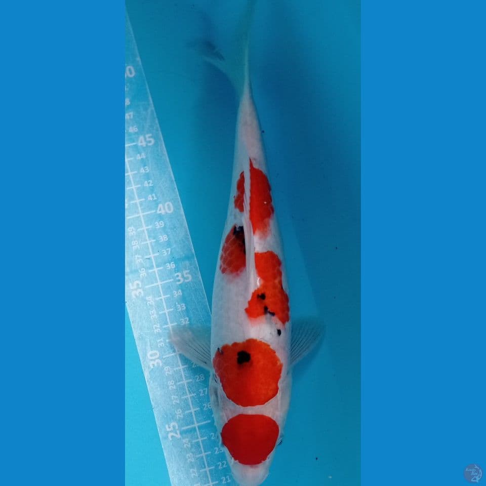 SANKE MARUT 34CM