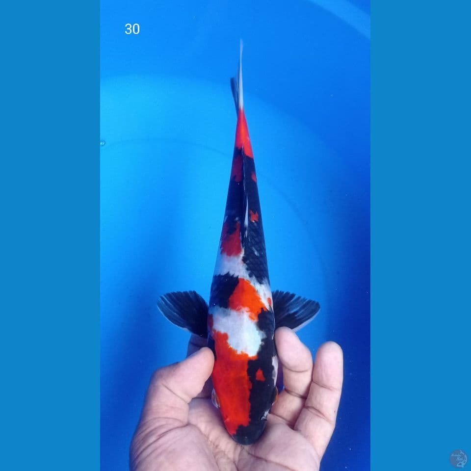 SHOWA 30 CM
