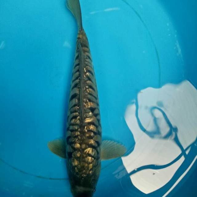 Sisik NAGA 36 CM