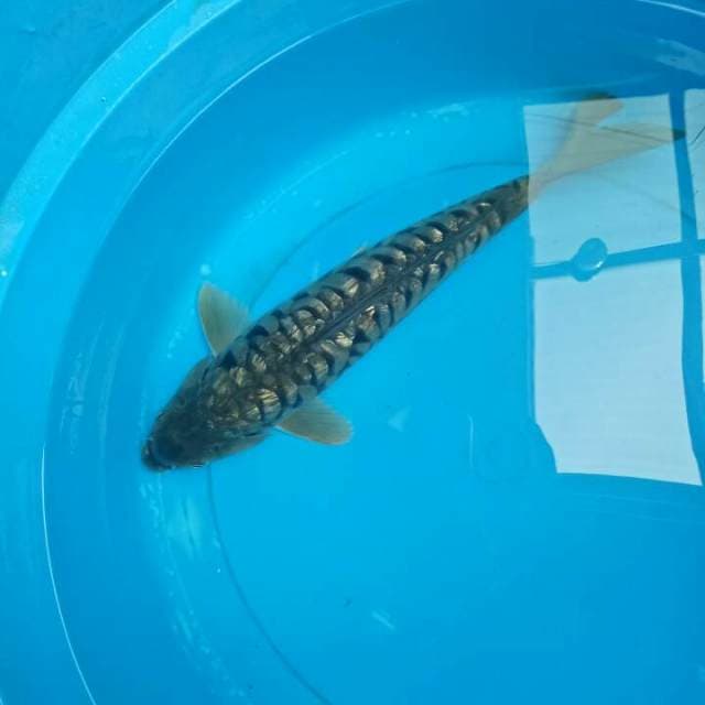 Sisik NAGA 36 CM