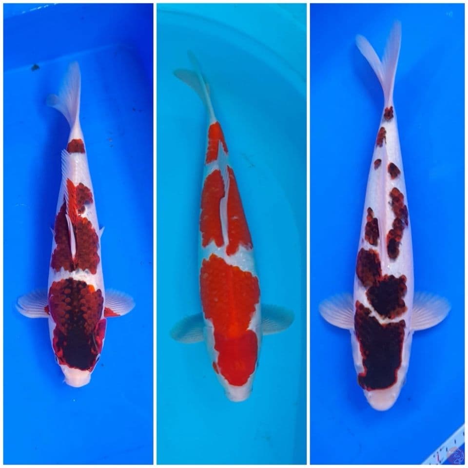 mix 3 ekor 35 38cm