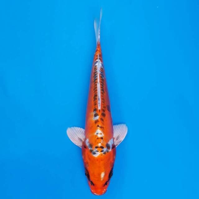 Kujaku doitsu import