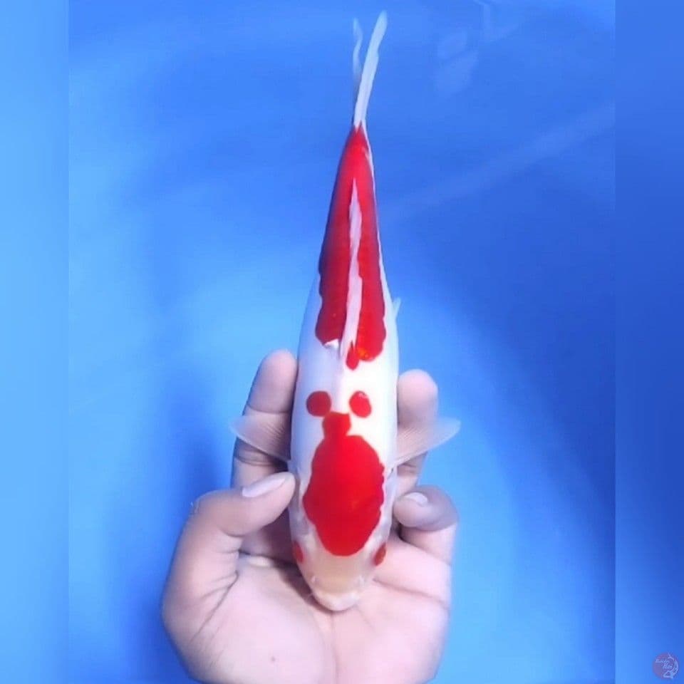 KOHAKU DOITSU # 24CM - F