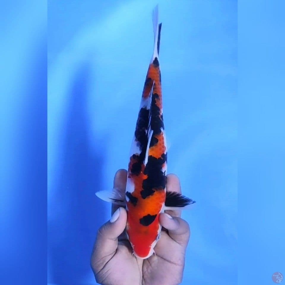 SHOWA SUMI MANTAP # 26CM - M