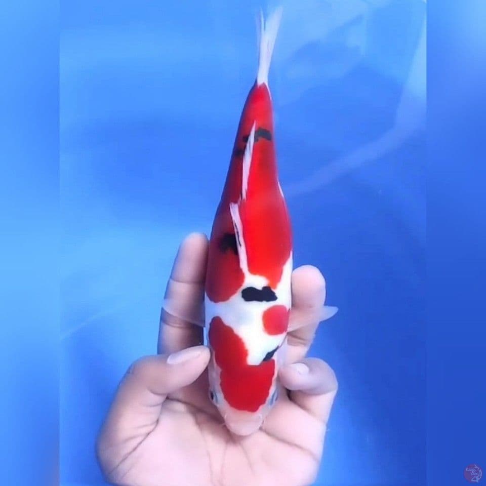 SANKE DOITSU MURNI # 22CM - F