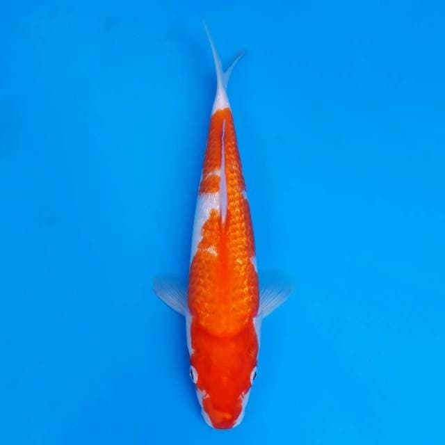 Kohaku ginrin import