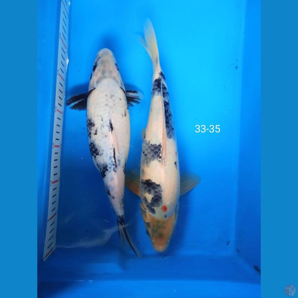 showa shiro 33-35cm