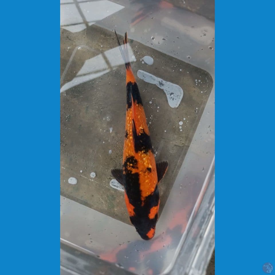 hi Utsuri 20 cm