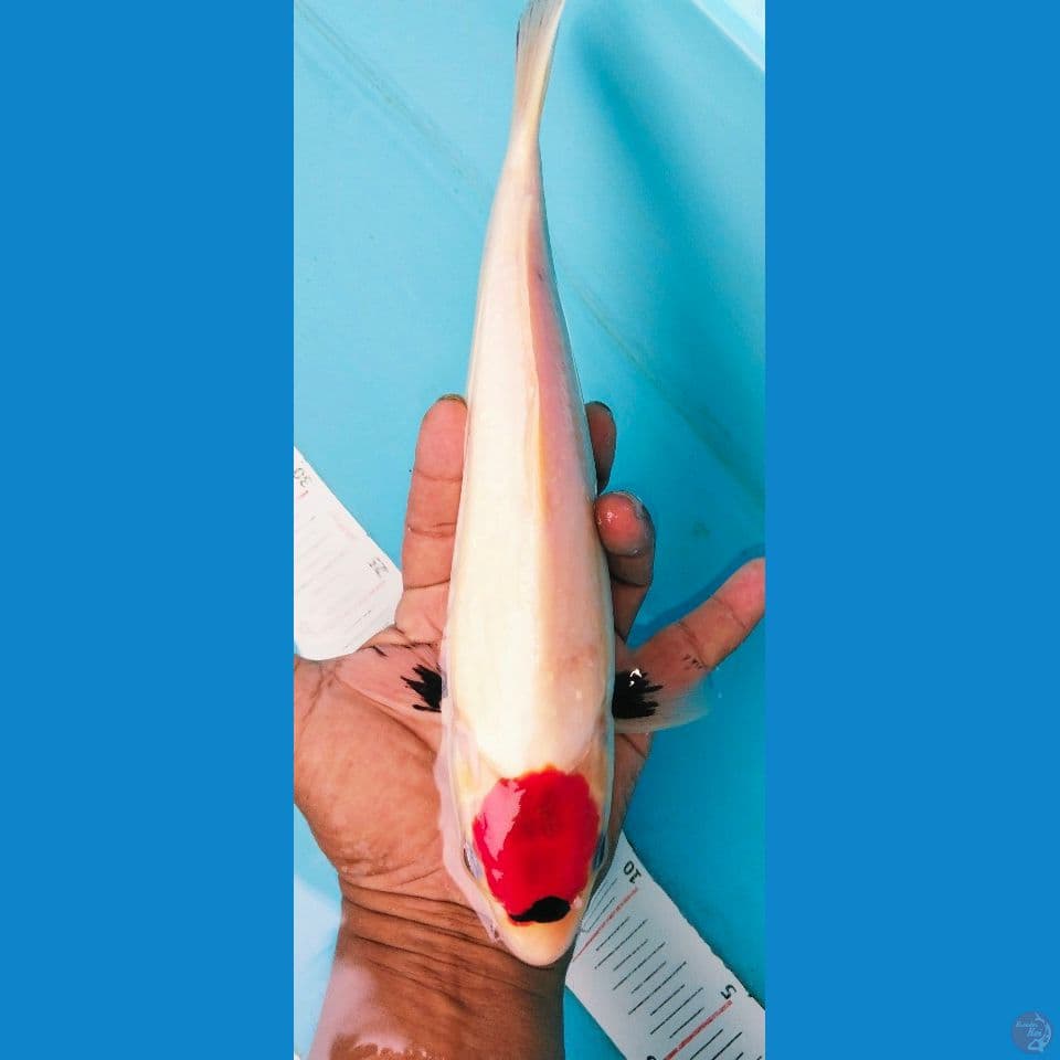 tancho showa 31cm