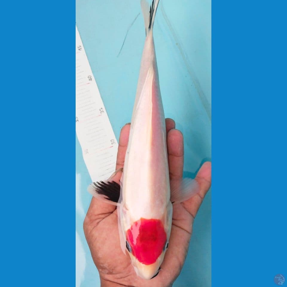 tanch showa 31cm
