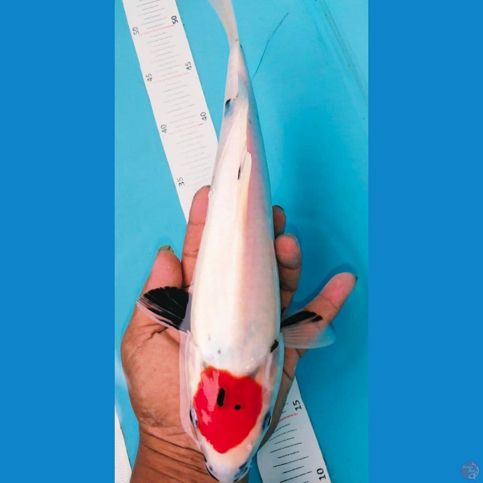 tancho showa 33cm