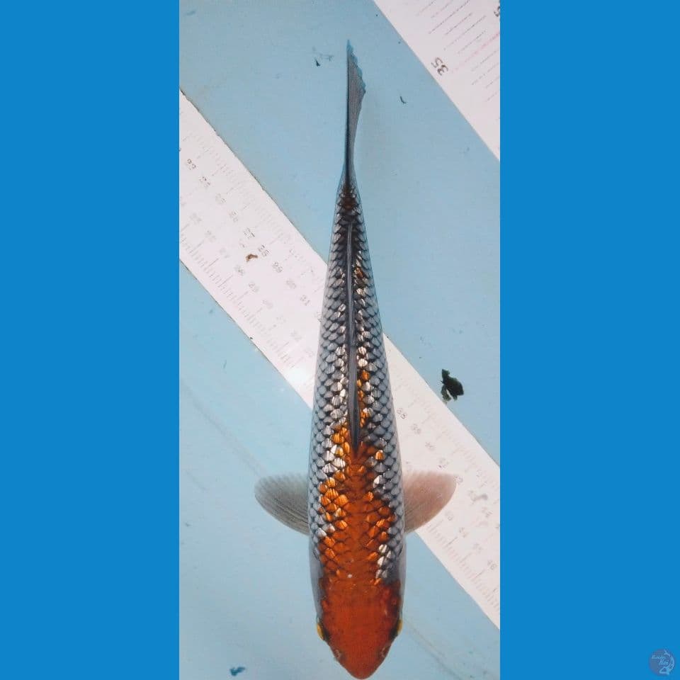 ochiba gindrin 26cm
