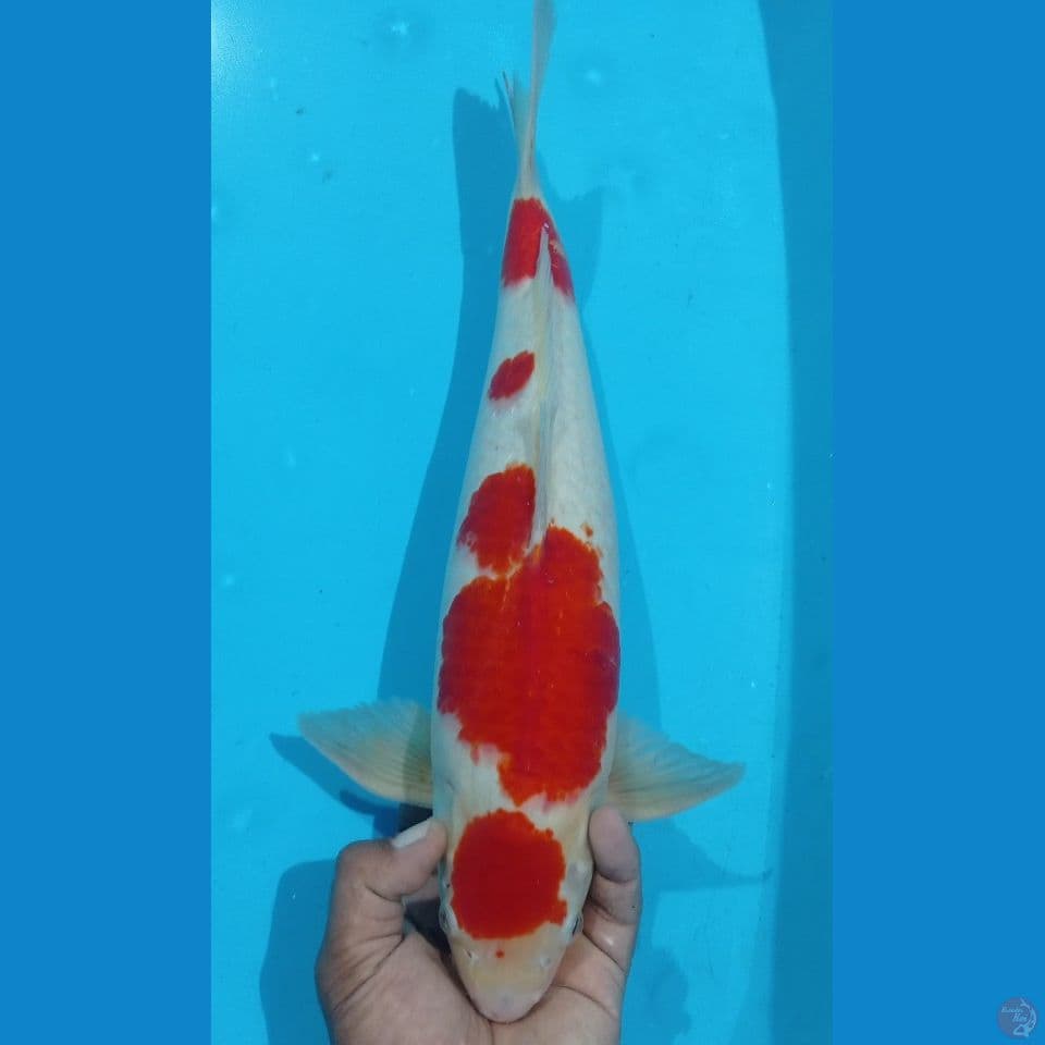 KOHAKU 45CM