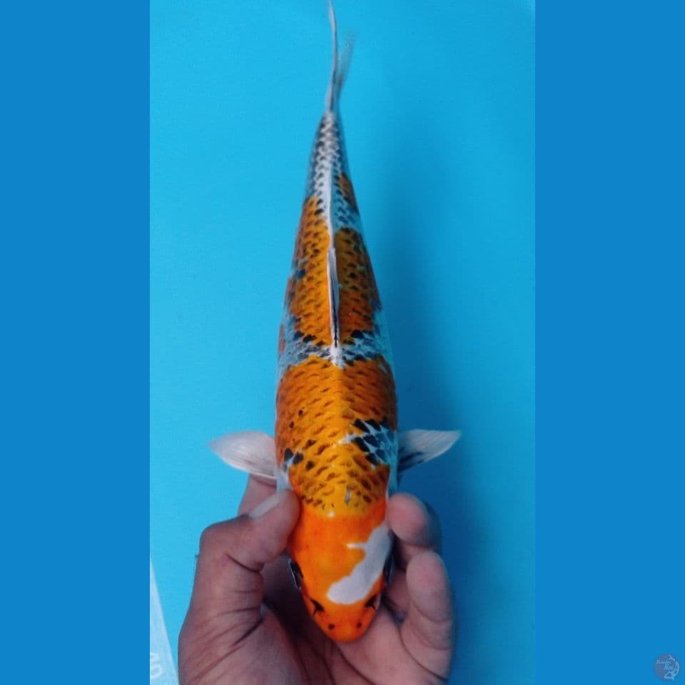 KIRIN KUJAKU 32CM