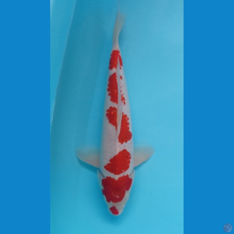 KANOKO KOHAKU 32CM