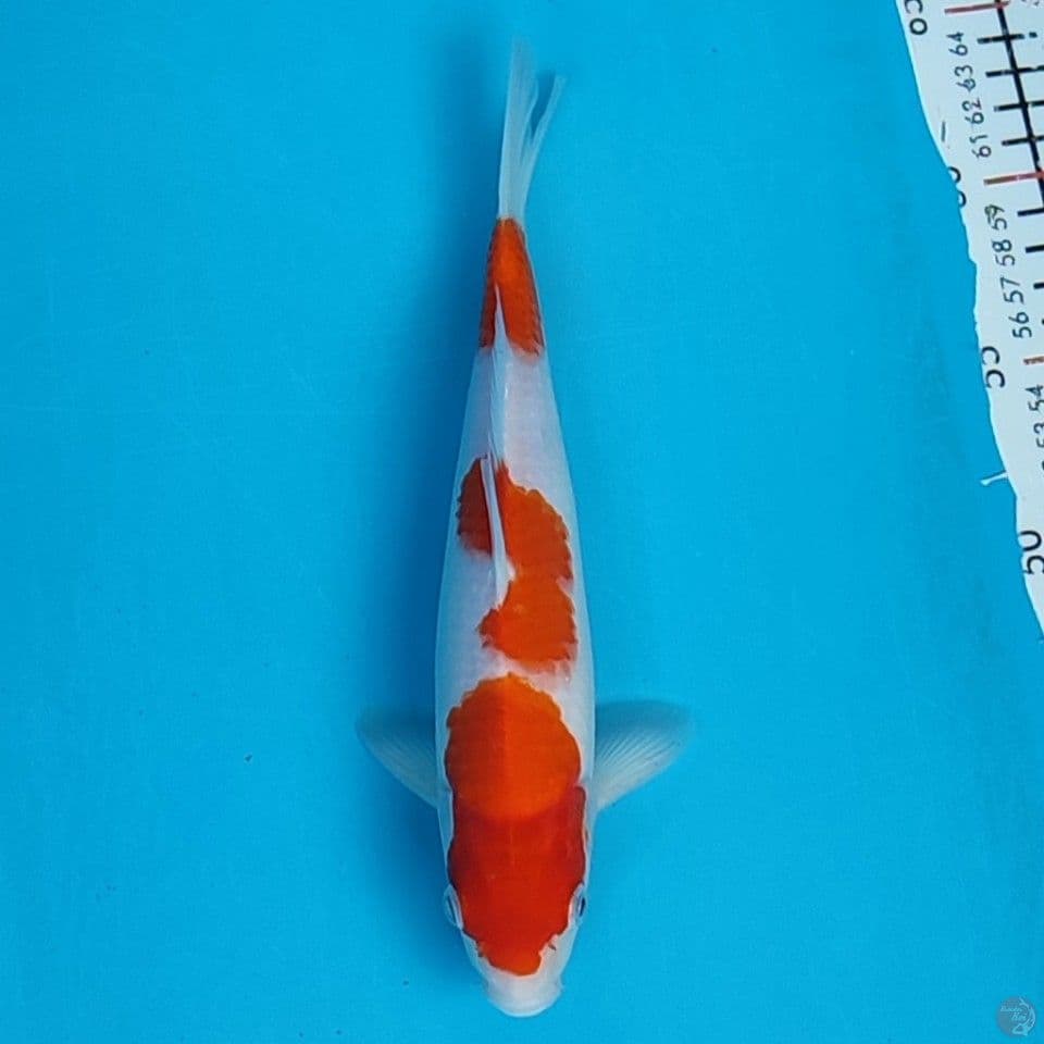 kohaku 25cm