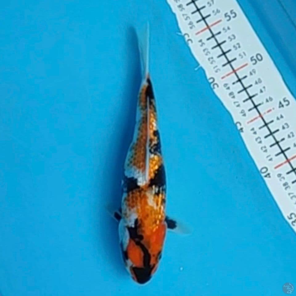 showa ginrin 24cm
