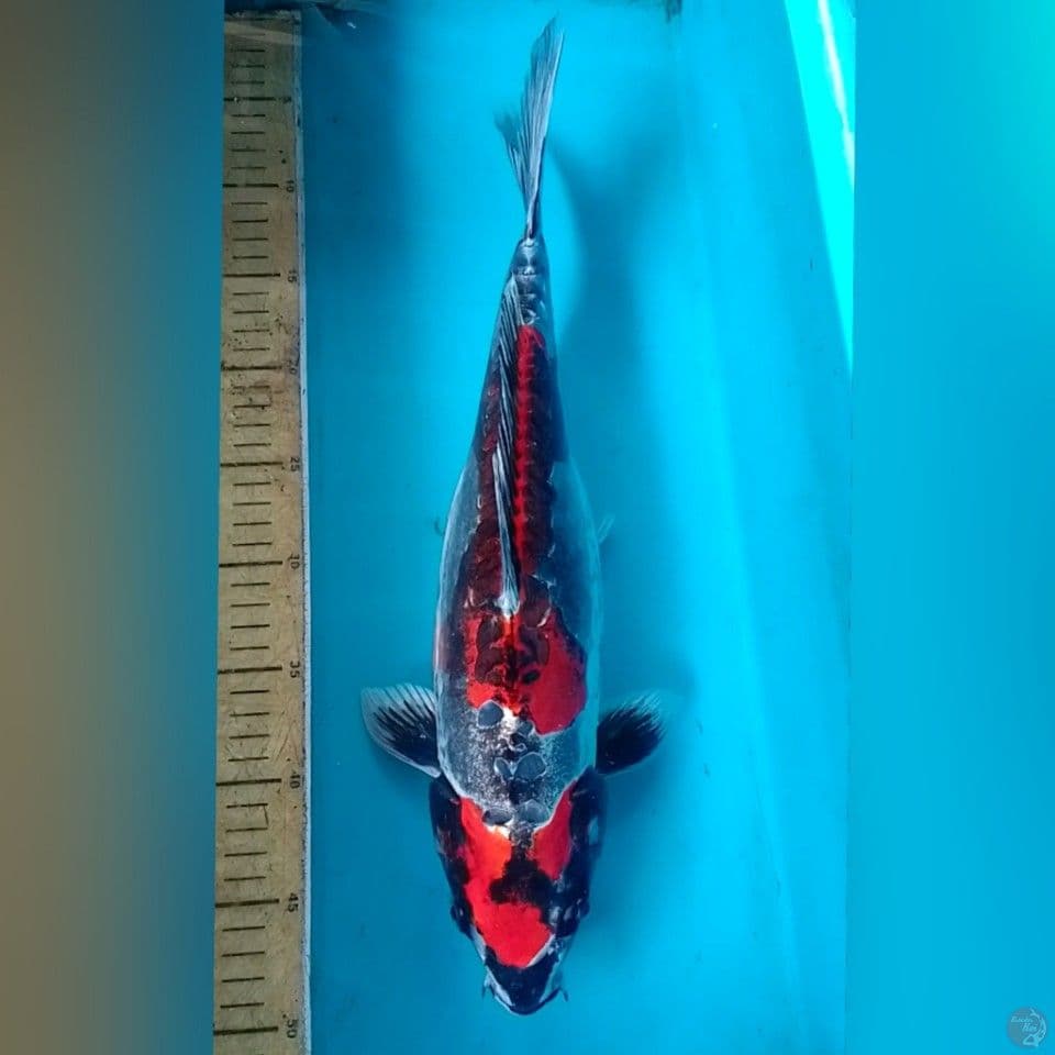 BENIKIKOKOKURIYU F40