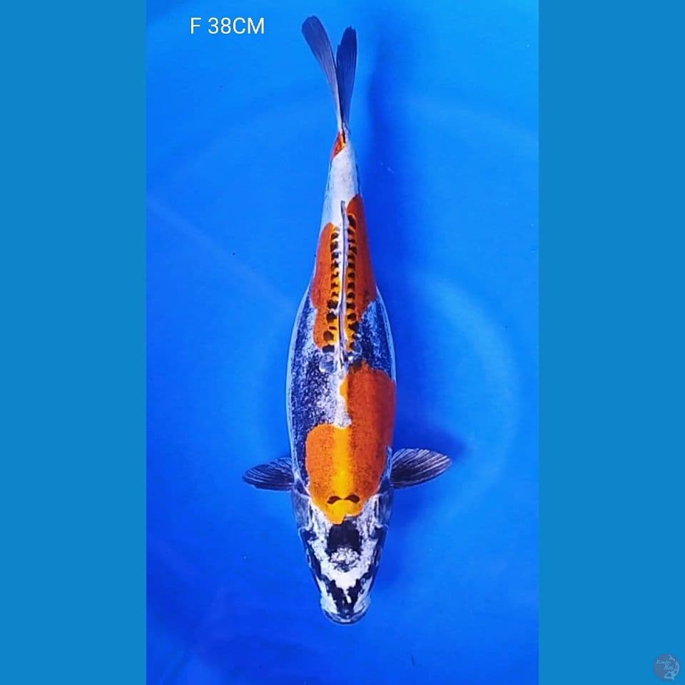 KIKO F 38CM