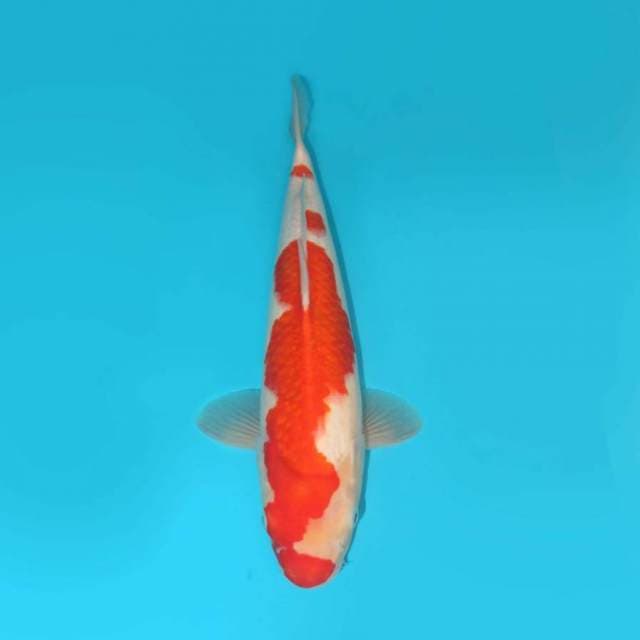 KOHAKU 39CM