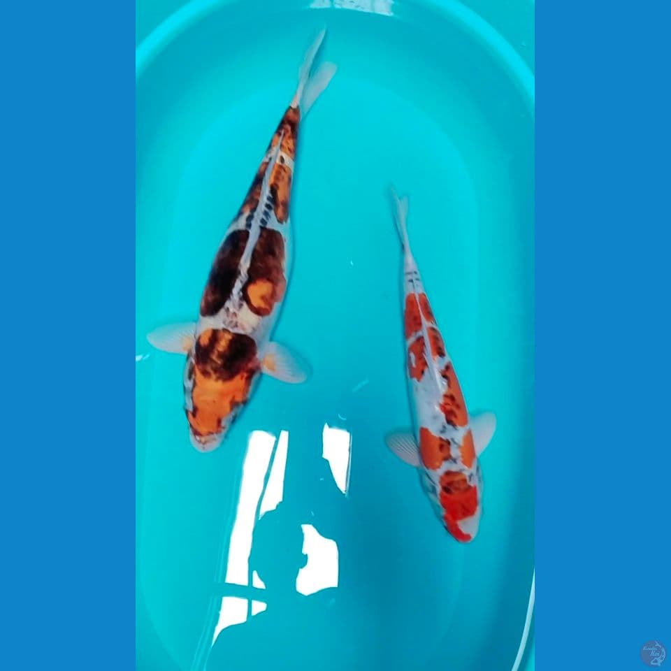 gemoy 43&50cm