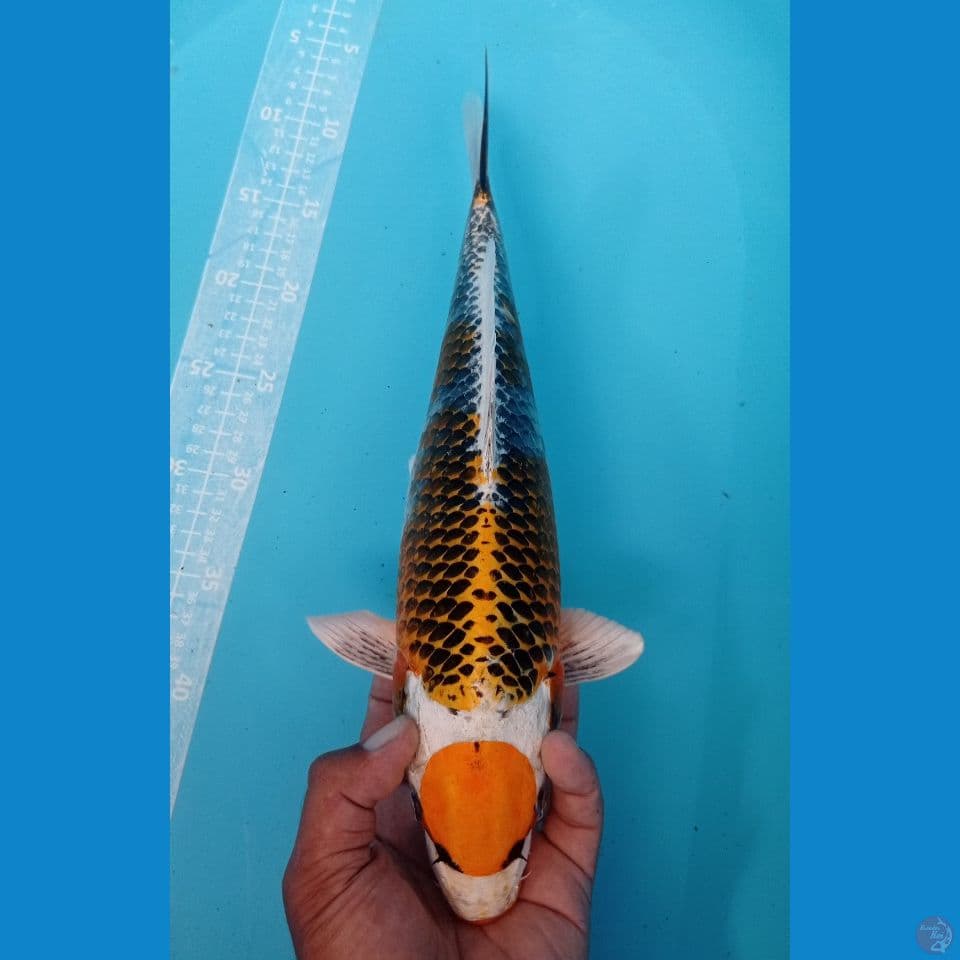 MARUKU 40CM